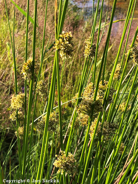 Juncus effusus, ryhyvihvil